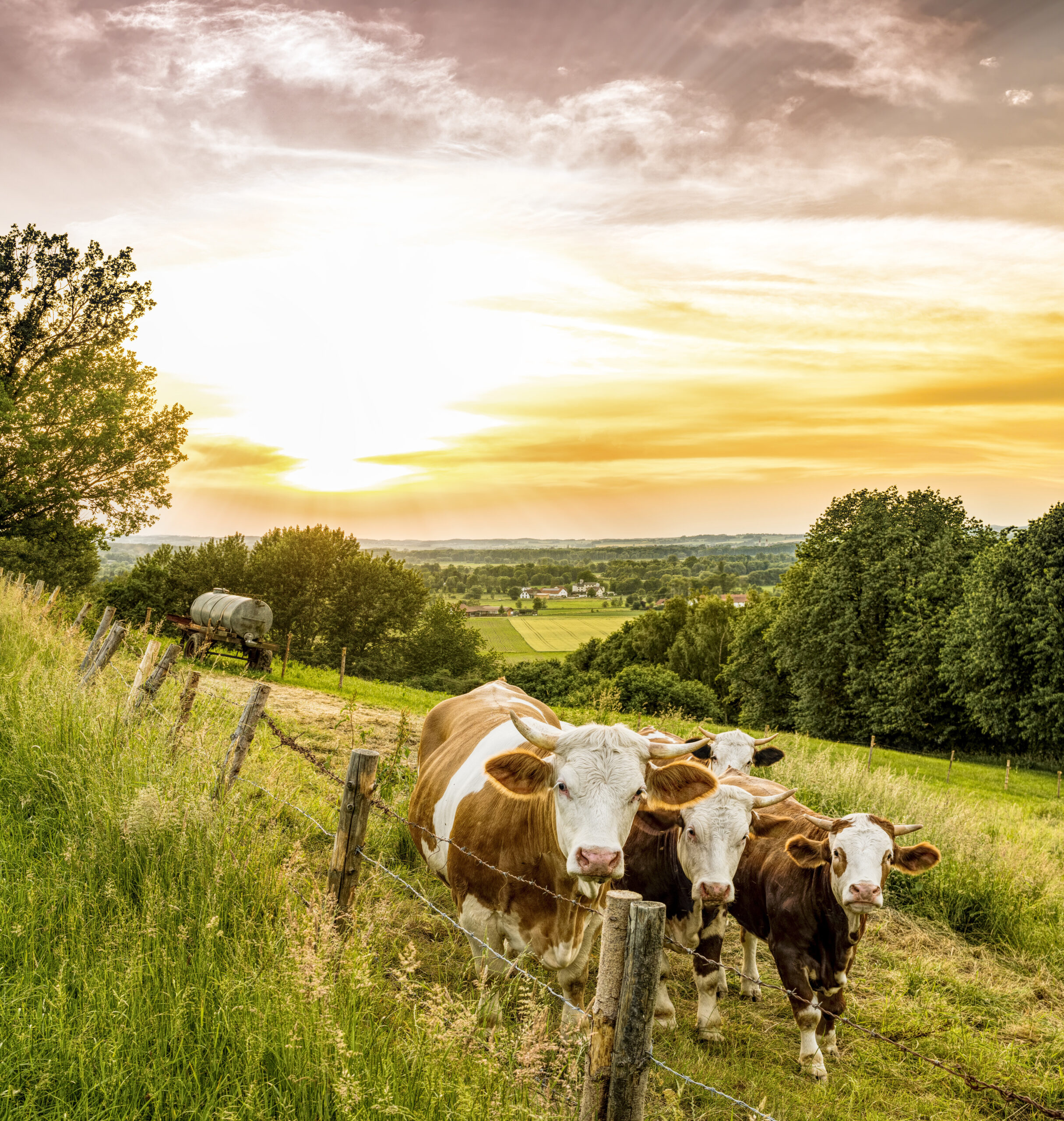 cows-3441672 cows-3441672